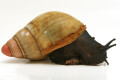 Archachatina marginata grevillei Cameroon adult